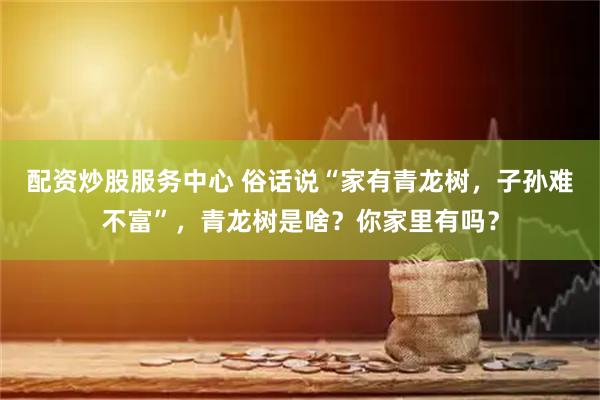 配资炒股服务中心 俗话说“家有青龙树,子孙难不富”,青龙树是啥?你家里有吗?